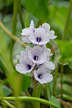 Anchored water hyacinth Pontederia azurea, purple-blue flowers