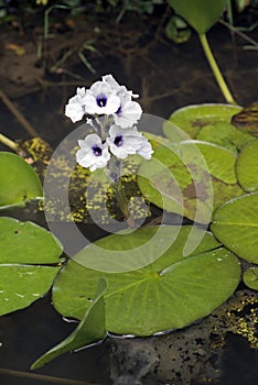 Anchored water hyacinth In the tranquility of the lake