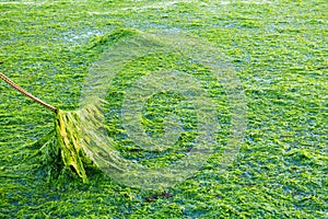 Anchoring in seaweed field, Waddensea, Netherlands