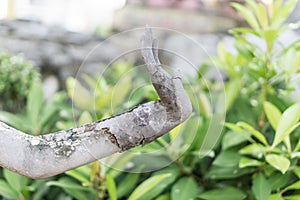 Anchorite stone statue at Wat Pho