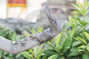 Anchorite stone statue at Wat Pho