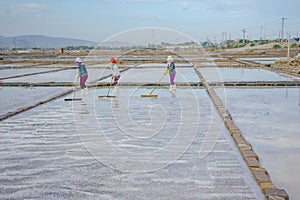 Anchovies are dried on the nets in Phan Rang