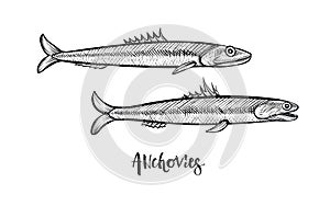 Anchovies hand drawn vector illustration. Black line sketch.