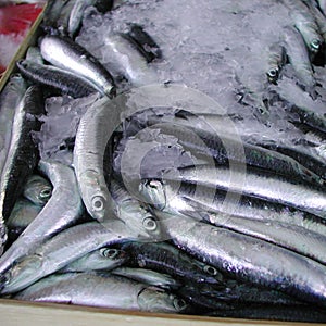 Anchovies in an ice box