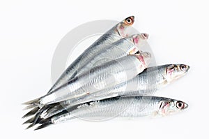 Anchovies on white background.