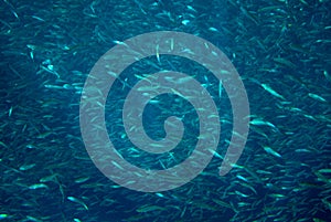 Anchovy colony in deep blue ocean. Massive fish school undersea photo.