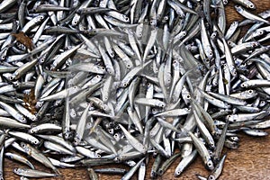 Anchovy Fish