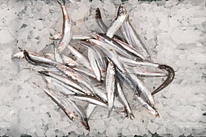 The anchovy like the sardine, but smaller, which abounds in the Mediterranean photo