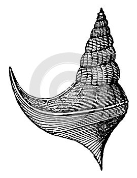 Anchura Gastropod, vintage illustration