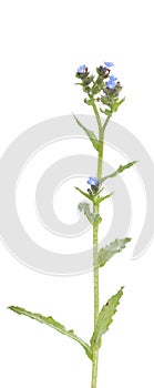 Anchusa arvensis