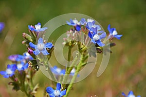 Anchusa azurea , Italian alkanet blue flower