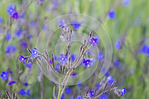 Púrpura azul flores creciente Salvaje en campo sobre el primavera 