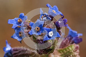 Anchusa calcarea plant with flowers of an intense dark blue color