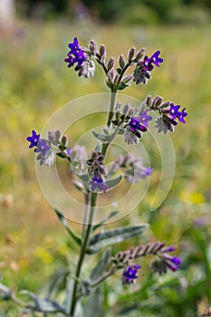 Anchusa officinalis, commonly known as the common bugloss or alkanet with green background