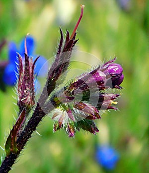 blue flower of anchusa growin on a macro photo
