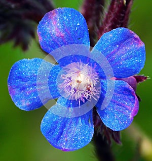 blue flower of anchusa on a macro photo