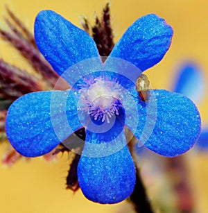 blue flower of anchusa on a macro photo