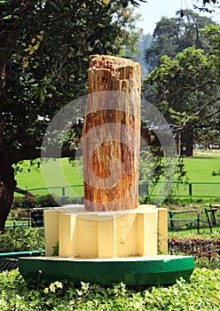 Anciant tree that turned into stone photo