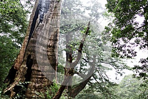 Ancient, aged, beautiful old tree standing in forest.