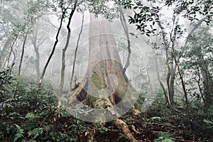 Ancient, aged, beautiful old tree standing in forest.