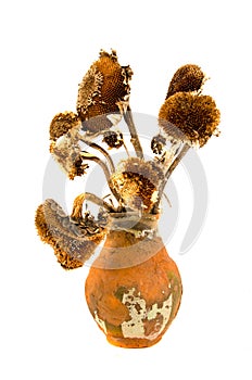 Ancient aged clay jug with old dry yesteryear sunflower heads