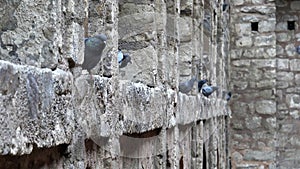 the ancient agrasen ki baoli step well and perching pigeons in delhi