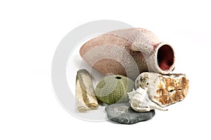 Ancient amphora and shells