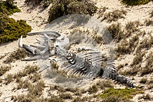 Ancient animal skeleton in the Australian desert, outback in Northern Territory, Australia