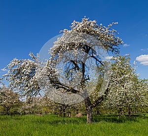 Starobylý jabloň kvet 