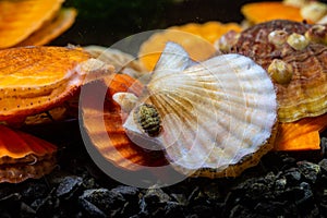 Ancient armored mollusk (Chiton polii) on the shell of a clam Smooth Scallop (Flexopecten glaber ponticus)