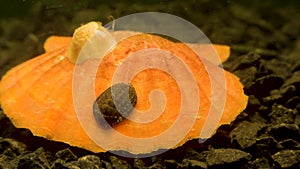 Ancient armored mollusk Chiton polii on the shell of a clam Smooth Scallop Flexopecten glaber ponticus, Black Sea