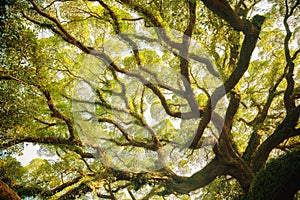 Ancient banyan canopy