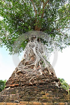 The ancient Banyan tree