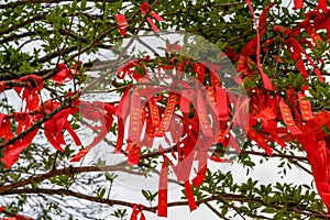 An ancient banyan tree is covered with blessing talismans praying for peace.