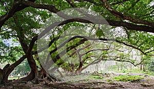 The ancient banyan tree