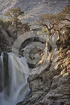Baobab at Epupa Falls, Namibia