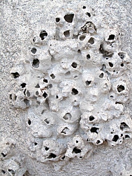 Ancient Barnacles