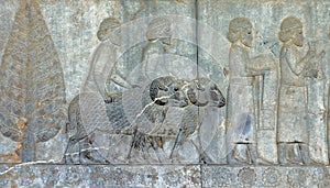 Ancient bas-reliefs of Persepolis, Iran