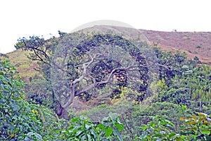 ancient and beautiful tree in the middle of the forest