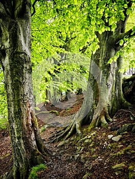 Ancient beech forest with bright green verdant spring leaves with tall trees with moss covered back and roots in yorkshire england