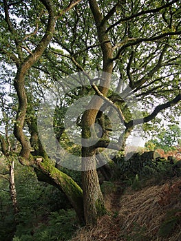 Ancient Beech and Wall