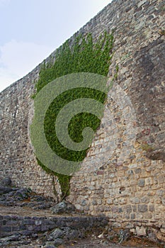 Ancient brick wall of a fortress with growing ivy. Ivy formed the shape of a tree. City Old Bar in Montenegro.