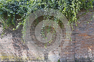 ancient brick wall with green ivy leaves. Shadows and ivy leaves on the brick wall. natural outdoor background