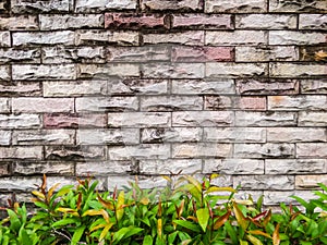 Ancient brick wall and green plant background