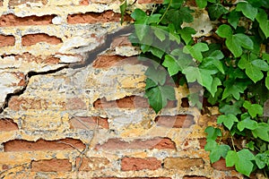 Ancient brick wall with ivy