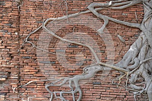 Ancient brick wall, ruins with growing banyan tree roots