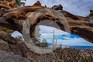 Ancient Bristle Cone Pinte Great Basin photo