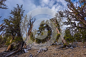 Ancient Bristle Cone Pinte Great Basin photo