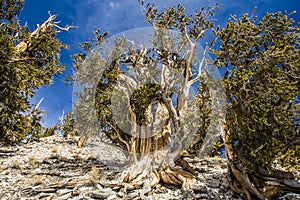 Ancient Bristlecone pine in California, the oldest trees in the world