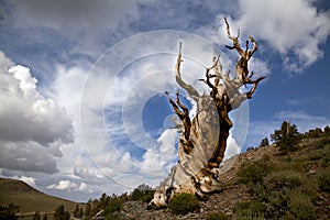 Ancient Bristlecone Pine and Cloudy Sky photo